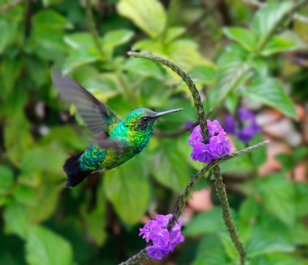 Ecolodge Bahia Del Penon Guatapé Eksteriør bilde