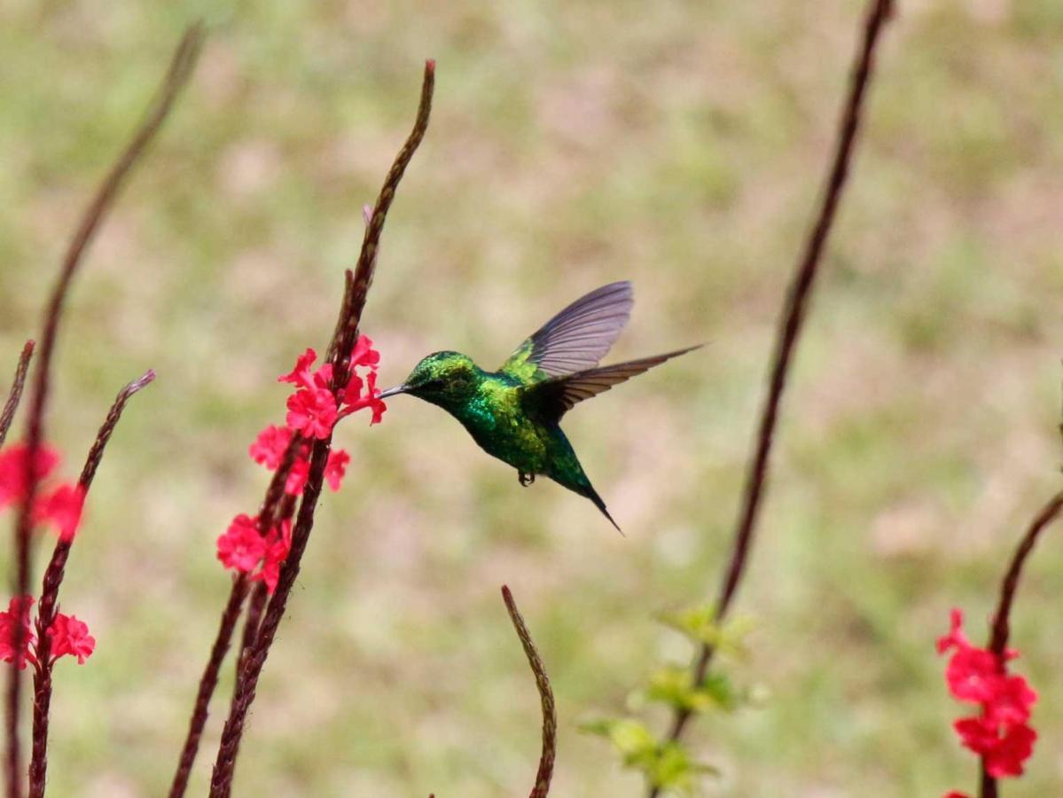 Ecolodge Bahia Del Penon Guatapé Eksteriør bilde